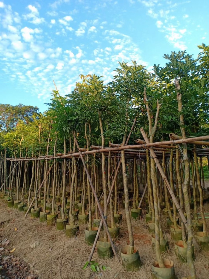 复绿海南红豆5～15公分基地直销规格齐全欢迎老板来电