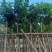 复绿海南红豆5～15公分基地直销规格齐全欢迎老板来电