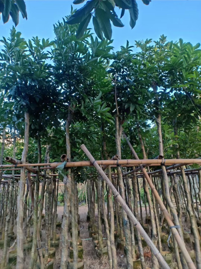 复绿海南红豆5～15公分基地直销规格齐全欢迎老板来电