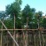 复绿海南红豆5～15公分基地直销规格齐全欢迎老板来电