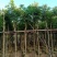 复绿海南红豆5～15公分基地直销规格齐全欢迎老板来电