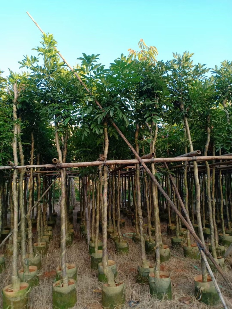 复绿海南红豆5～15公分基地直销规格齐全欢迎老板来电