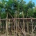 复绿海南红豆5～15公分基地直销规格齐全欢迎老板来电