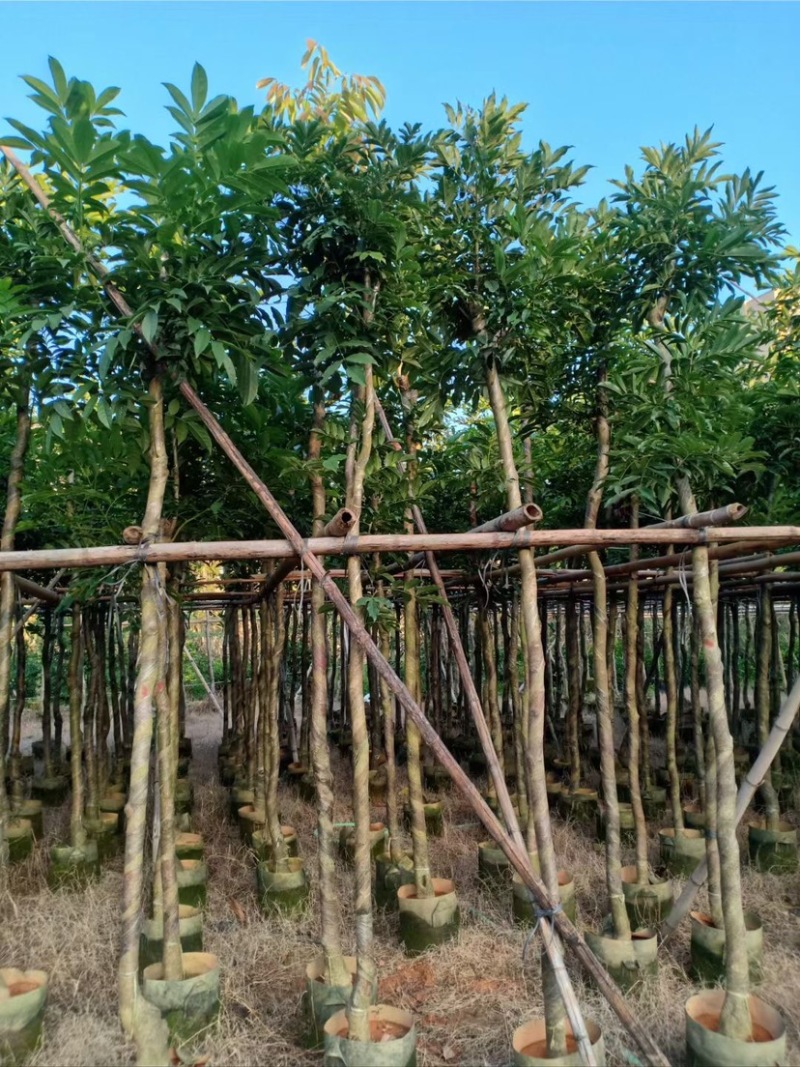 复绿海南红豆5～15公分基地直销规格齐全欢迎老板来电