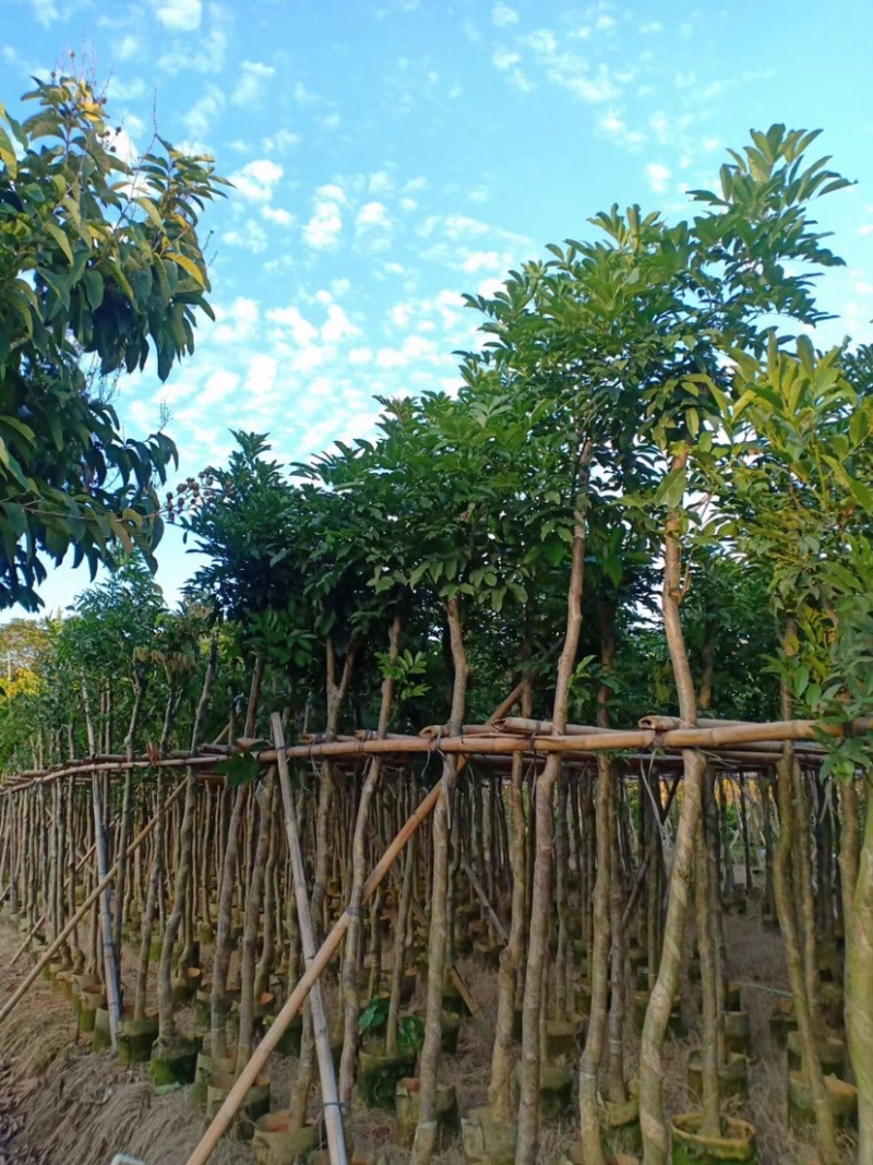 复绿海南红豆5～15公分基地直销规格齐全欢迎老板来电