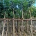 复绿海南红豆5～15公分基地直销规格齐全欢迎老板来电
