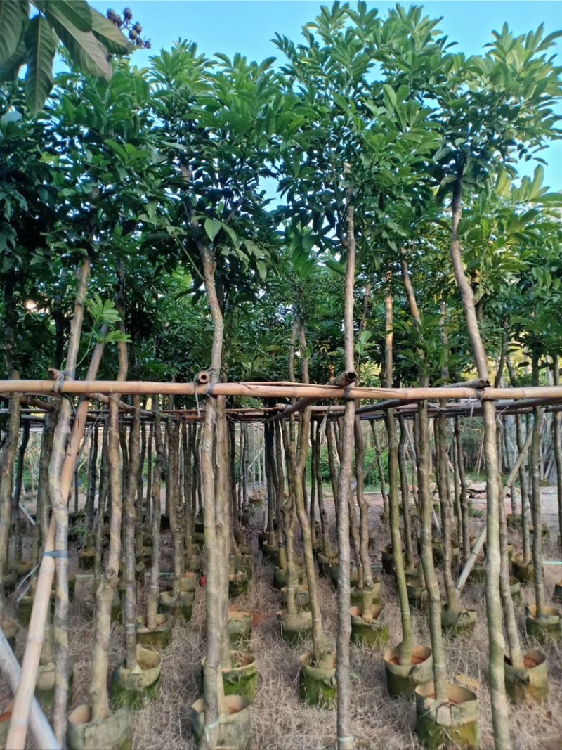复绿海南红豆5～15公分基地直销规格齐全欢迎老板来电