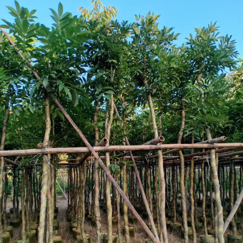 复绿海南红豆5～15公分基地直销规格齐全欢迎老板来电