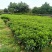 复绿非洲茉莉布袋基地直销规格齐全质量优质欢迎来电