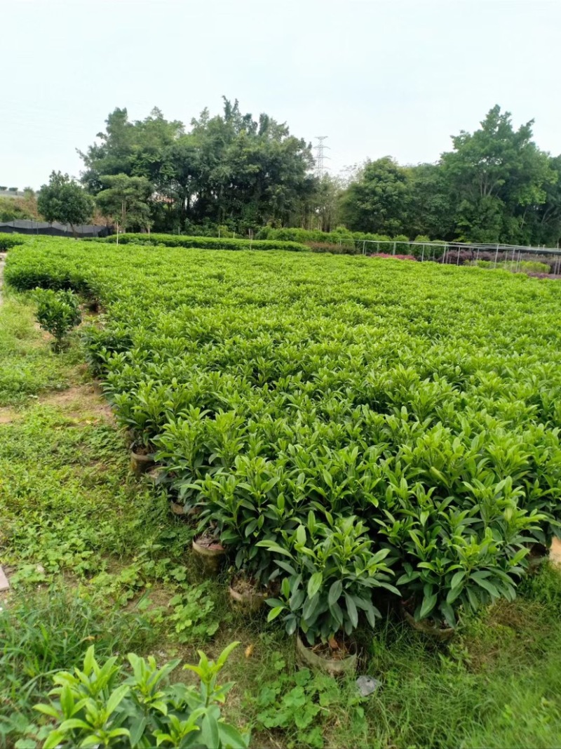 复绿非洲茉莉布袋基地直销规格齐全质量优质欢迎来电