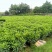 复绿非洲茉莉布袋基地直销规格齐全质量优质欢迎来电