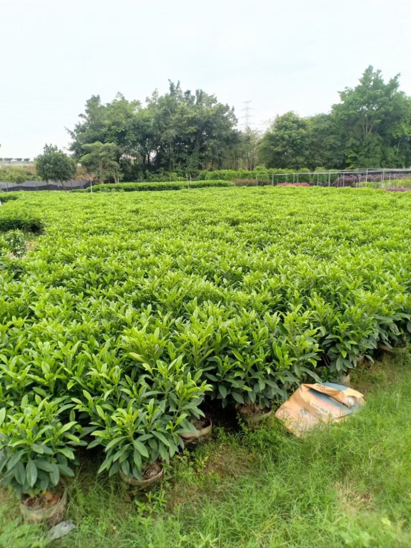 复绿非洲茉莉布袋基地直销规格齐全质量优质欢迎来电