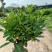 复绿非洲茉莉布袋基地直销规格齐全质量优质欢迎来电