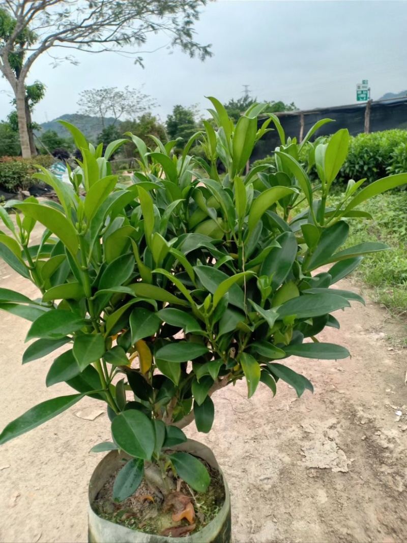 复绿非洲茉莉布袋基地直销规格齐全质量优质欢迎来电