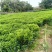 复绿非洲茉莉布袋基地直销规格齐全质量优质欢迎来电