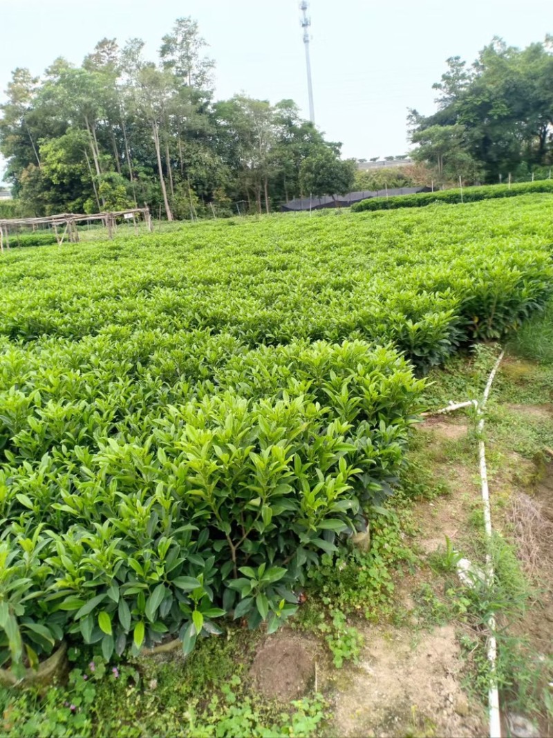 复绿非洲茉莉布袋基地直销规格齐全质量优质欢迎来电