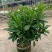 复绿非洲茉莉布袋基地直销规格齐全质量优质欢迎来电