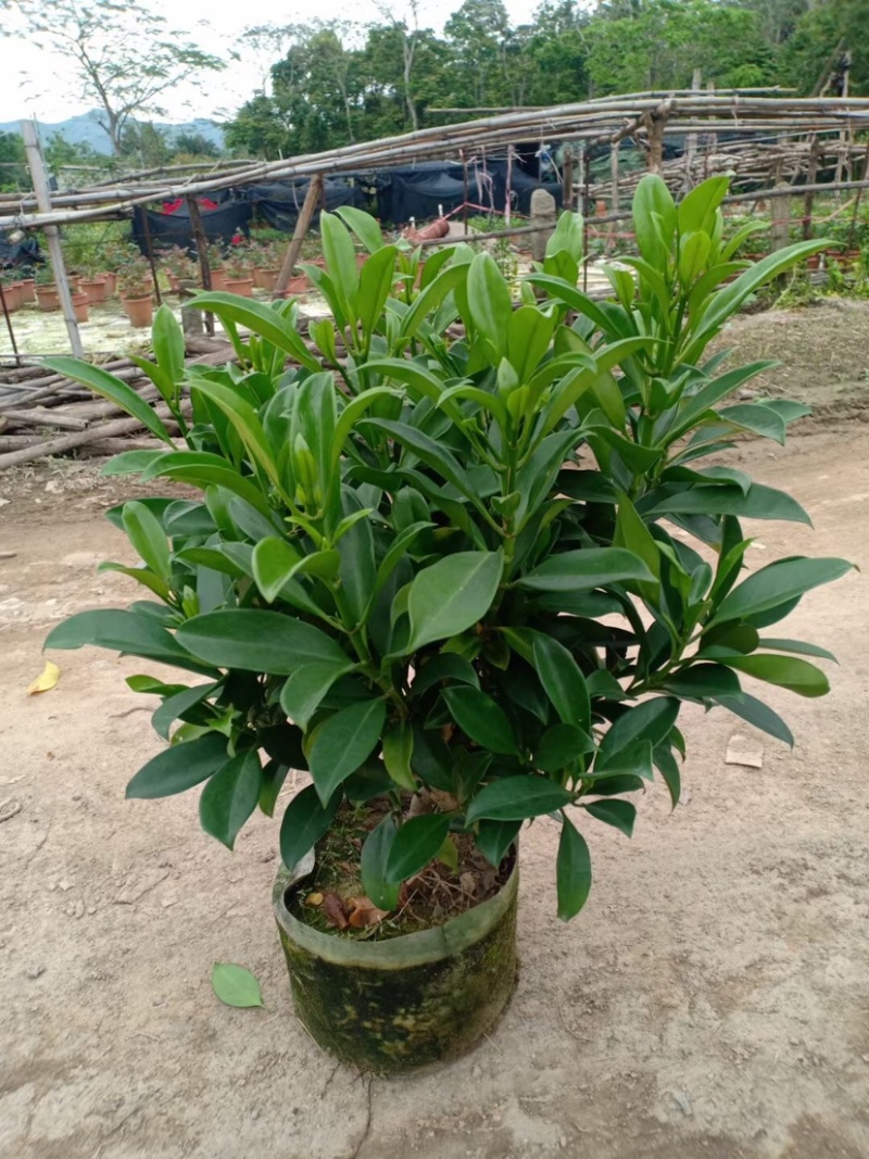 复绿非洲茉莉布袋基地直销规格齐全质量优质欢迎来电