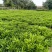 复绿非洲茉莉布袋基地直销规格齐全质量优质欢迎来电