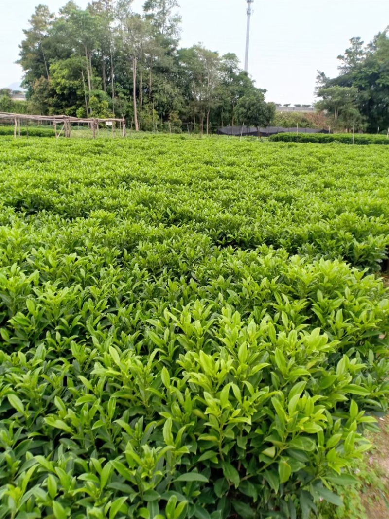 复绿非洲茉莉布袋基地直销规格齐全质量优质欢迎来电