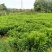 复绿非洲茉莉布袋基地直销规格齐全质量优质欢迎来电