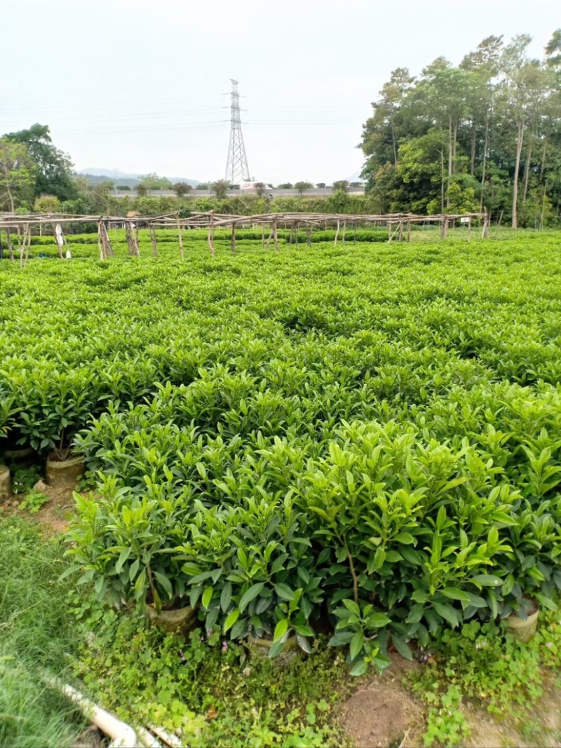 复绿非洲茉莉布袋基地直销规格齐全质量优质欢迎来电