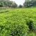 复绿非洲茉莉布袋基地直销规格齐全质量优质欢迎来电