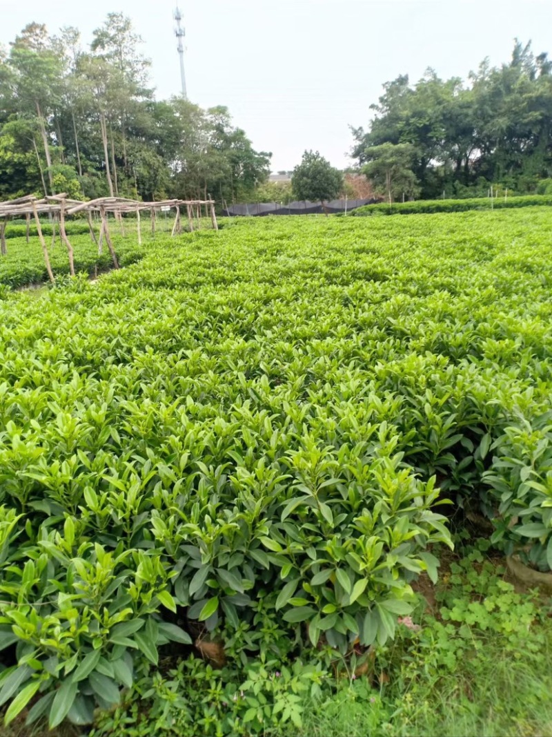 复绿非洲茉莉布袋基地直销规格齐全质量优质欢迎来电