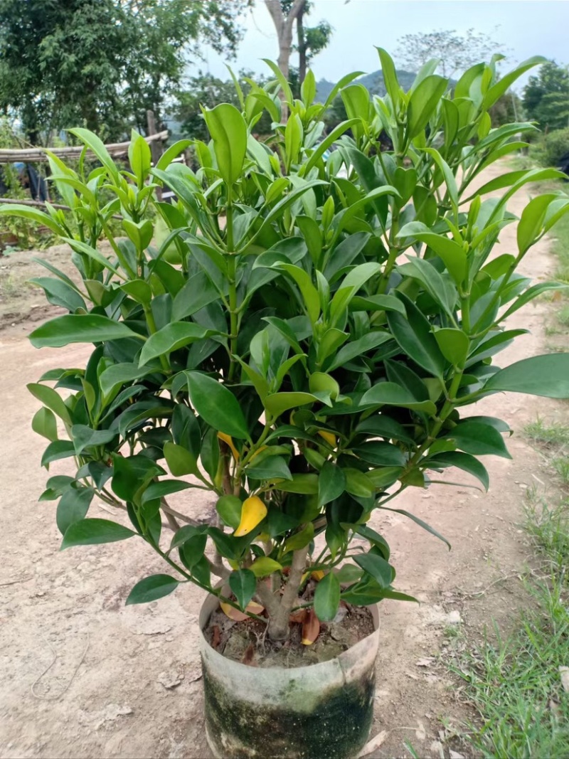 复绿非洲茉莉布袋基地直销规格齐全质量优质欢迎来电