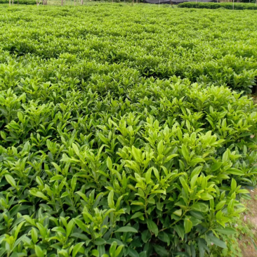 复绿非洲茉莉布袋基地直销规格齐全质量优质欢迎来电