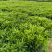 复绿非洲茉莉布袋基地直销规格齐全质量优质欢迎来电