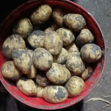 内蒙兴佳二号土豆种子大量出售东北基地直供质量保证