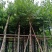 四季常绿海南葡萄树5～15公分基地直销欢迎来电咨询合作