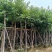 四季常绿海南葡萄树5～15公分基地直销欢迎来电咨询合作