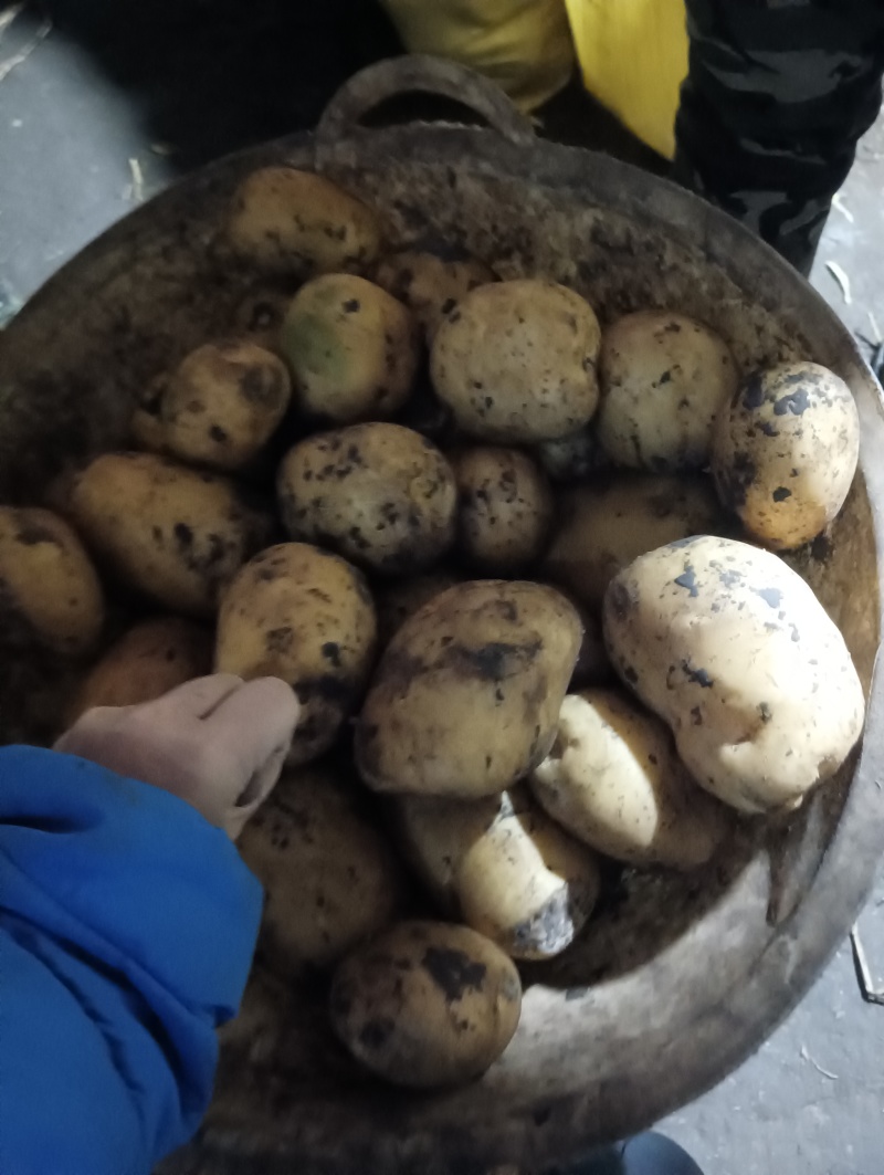 内蒙兴佳二号土豆种子大量出售东北基地直供质量保证