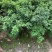 大量供应毛杜鹃球50至60高基地直销规格齐全质量优质