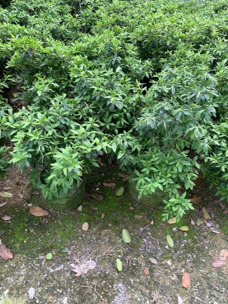 大量供应毛杜鹃球50至60高基地直销规格齐全质量优质