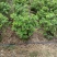 大量供应毛杜鹃球50至60高基地直销规格齐全质量优质