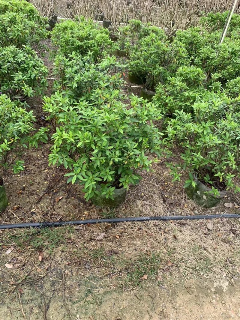 大量供应毛杜鹃球50至60高基地直销规格齐全质量优质