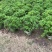 大量供应毛杜鹃球50至60高基地直销规格齐全质量优质