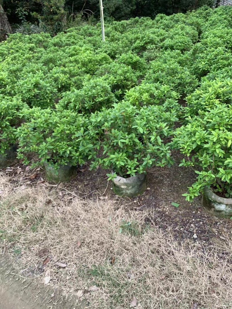 大量供应毛杜鹃球50至60高基地直销规格齐全质量优质