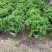 大量供应毛杜鹃球50至60高基地直销规格齐全质量优质
