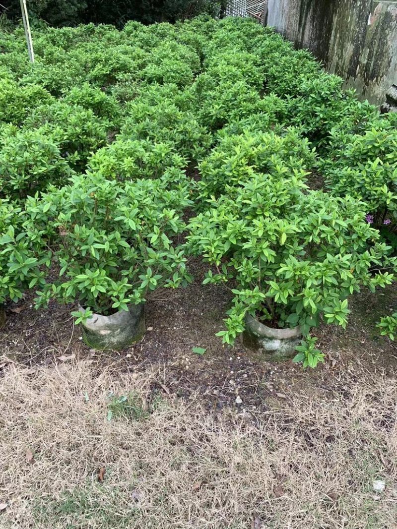 大量供应毛杜鹃球50至60高基地直销规格齐全质量优质