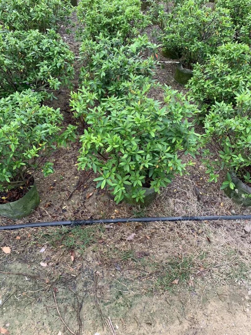 大量供应毛杜鹃球50至60高基地直销规格齐全质量优质