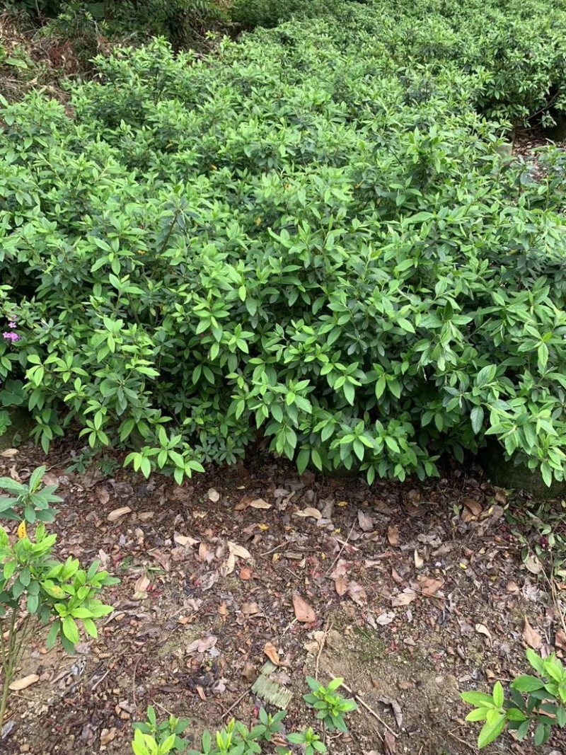 大量供应毛杜鹃球50至60高基地直销规格齐全质量优质