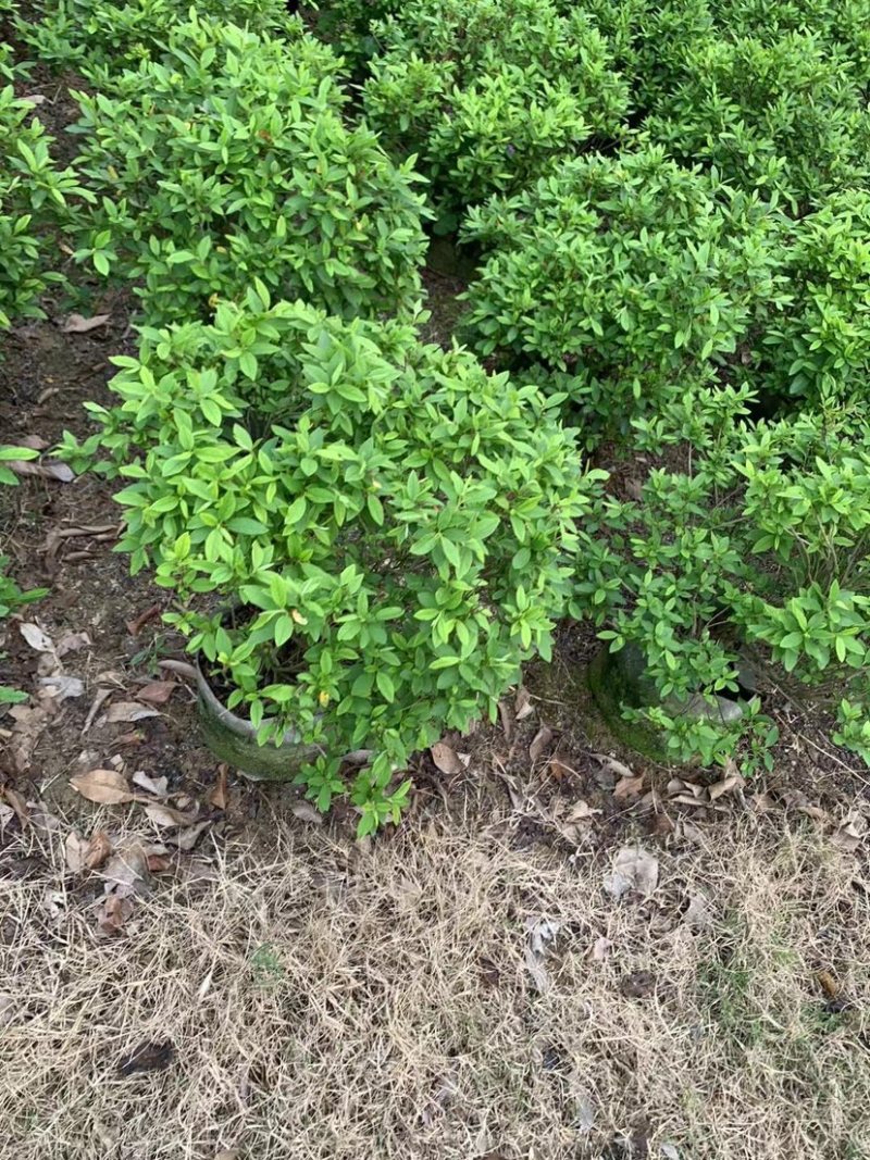 大量供应毛杜鹃球50至60高基地直销规格齐全质量优质