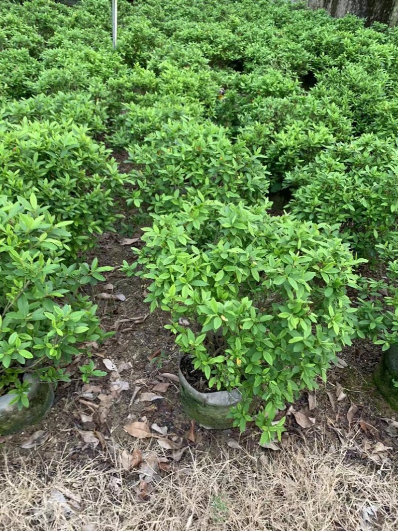大量供应毛杜鹃球50至60高基地直销规格齐全质量优质