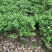 大量供应毛杜鹃球50至60高基地直销规格齐全质量优质