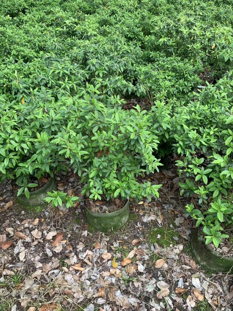 大量供应毛杜鹃球50至60高基地直销规格齐全质量优质