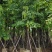 复绿羊蹄甲10～18公分基地直销质量优欢迎来电咨询